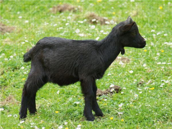 Produktbild: CALVENDO Puzzle Schwarzes Zwergziegen Baby 1000 Teile Lege-Gr&ouml;&szlig;e 64 x 48 cm Foto-Puzzle Bild von Kattobello