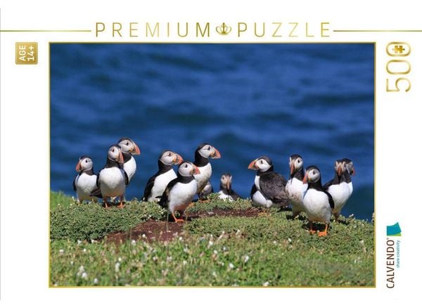 CALVENDO Puzzle Papagaientaucher auf Skokholm Island | 500 Teile Lege-Größe 48 × 36 cm Foto-Puzzle für Erwachsene
