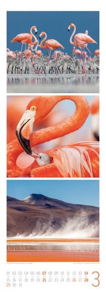 Produktbild: Tierwelten Triplet-Kalender 2027 | Artenvielfalt & Lebensr&auml;ume