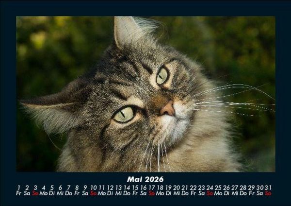 Produktbild: F&uuml;r Katzenfreunde 2026 Fotokalender DIN A5