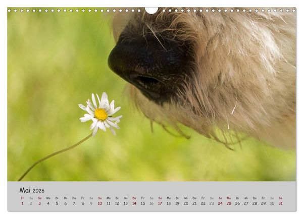 Produktbild: Ein Bobtail namens Miles (Wandkalender 2026 DIN A3 quer), CALVENDO Monatskalender
