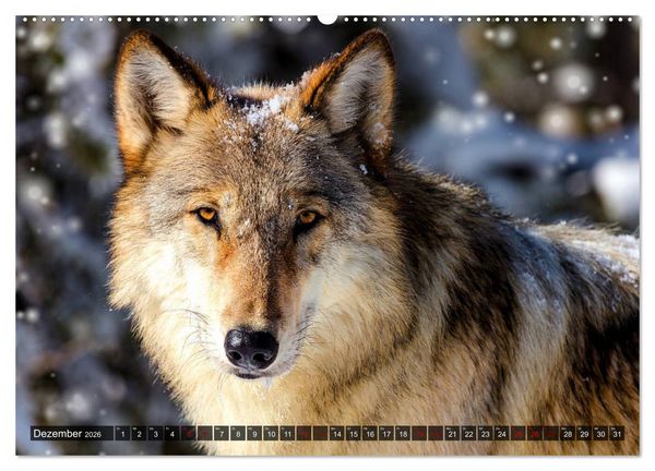 Produktbild: Begegnung mit dem Wolf (hochwertiger Premium Wandkalender 2026 DIN A2 quer), Kunstdruck in Hochglanz