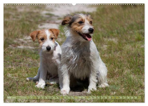 Produktbild: Faszination Terrier (hochwertiger Premium Wandkalender 2026 DIN A2 quer), Kunstdruck in Hochglanz