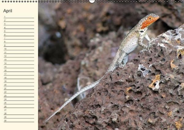 Produktbild: Gal&aacute;pagos Geburtstagskalender (Wandkalender immerw&auml;hrend DIN A2 quer)