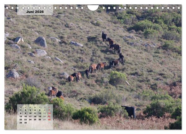 Produktbild: Nordportugal - Heimat der letzten wilden Pferde (Wandkalender 2026 DIN A4 quer), CALVENDO Monatskalender