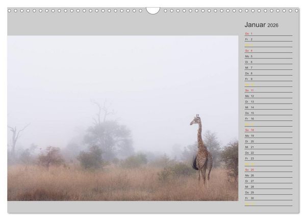 Produktbild: Twigas - Giraffen (Wandkalender 2026 DIN A3 quer), CALVENDO Monatskalender