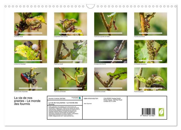 Produktbild: La vie de nos prairies - Le monde des fourmis (Calendrier mural 2026 DIN A3 vertical), CALVENDO calendrier mensuel