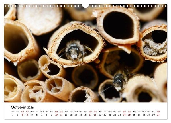Produktbild: Wild bees - The life of solitary bees in insect hotels (Wall Calendar 2026 DIN A3 landscape), CALVENDO 12 Month Wall Calendar