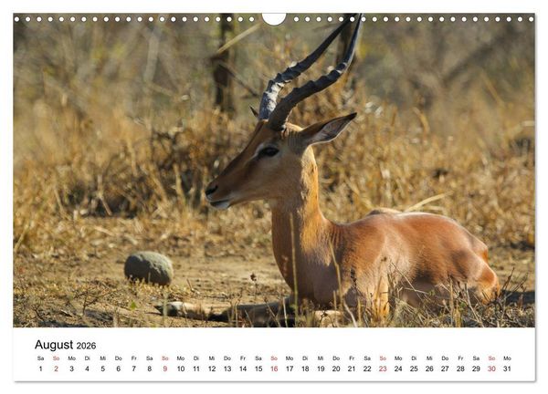 Produktbild: S&uuml;dafrika - Eine beeindruckende Tierwelt (Wandkalender 2026 DIN A3 quer), CALVENDO Monatskalender