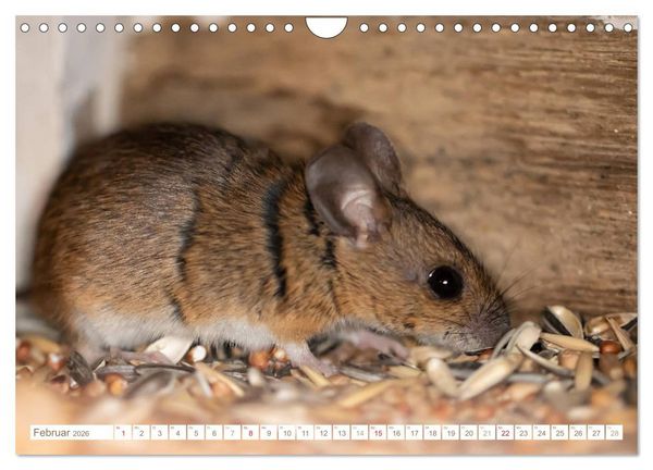 Produktbild: Die Maus im Vogelhaus (Wandkalender 2026 DIN A4 quer), CALVENDO Monatskalender