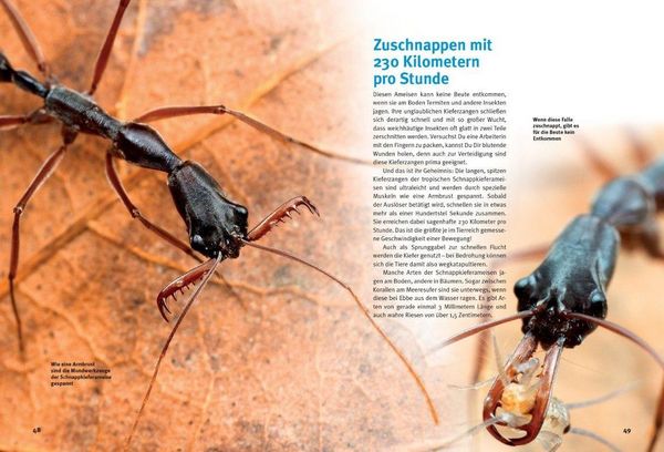 Produktbild: Entdecke die Ameisen