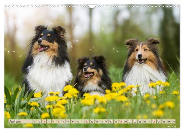 Produktbild: SHELTIES Liebe auf 4 Pfoten (Wandkalender 2026 DIN A3 quer), CALVENDO Monatskalender