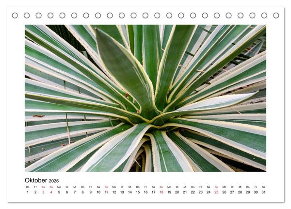 Produktbild: Kakteen und Sukkulenten (Tischkalender 2026 DIN A5 quer), CALVENDO Monatskalender