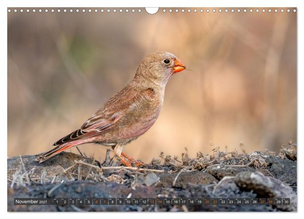 Produktbild: Die sch&ouml;nsten Brutv&ouml;gel Lanzarotes (Wandkalender 2027 DIN A3 quer), CALVENDO Monatskalender