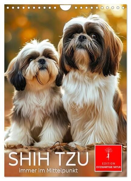 Shih Tzu - immer im Mittelpunkt (Wandkalender 2025 DIN A4 hoch), CALVENDO Monatskalender