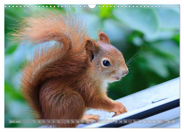 Produktbild: Eichh&ouml;rnchen am Fenster (Wandkalender 2026 DIN A3 quer), CALVENDO Monatskalender