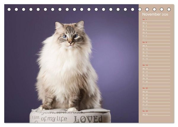 Produktbild: Zauberhafte Ragdolls / Geburtstagskalender (Tischkalender 2026 DIN A5 quer), CALVENDO Monatskalender