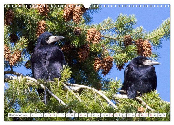 Produktbild: Corvids - Black and Beautiful (Wall Calendar 2026 DIN A3 landscape), CALVENDO 12 Month Wall Calendar
