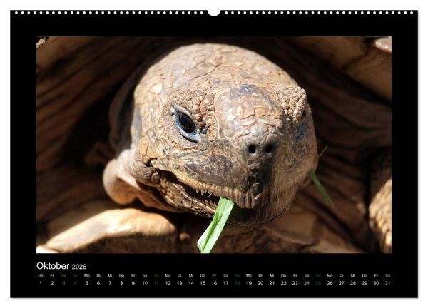 Produktbild: Wilde Tiere Afrikas (Wandkalender 2026 DIN A2 quer), CALVENDO Monatskalender
