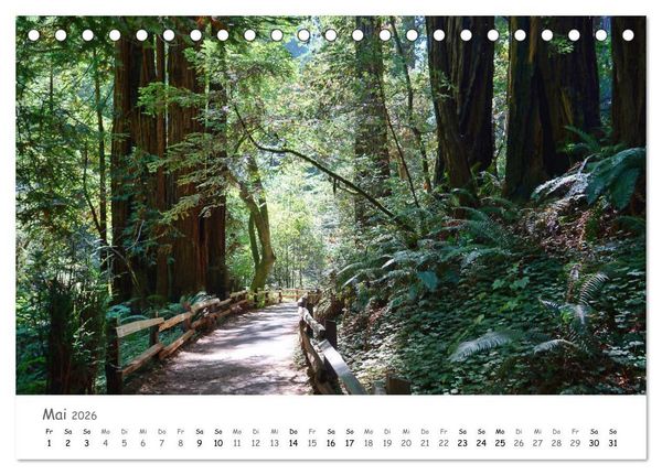 Produktbild: Wald - bezaubernde W&auml;lder (Tischkalender 2026 DIN A5 quer), CALVENDO Monatskalender