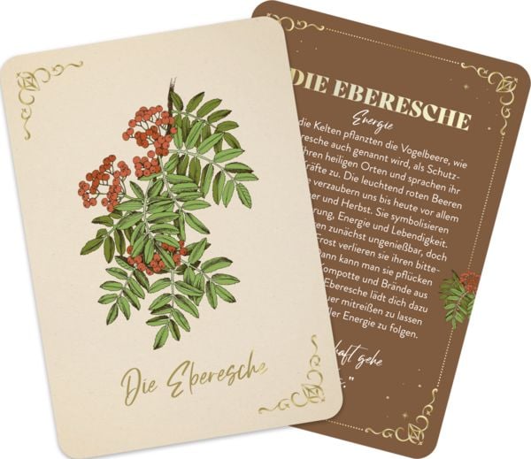 Produktbild: Orakelkarten: Die verborgene Kraft der B&auml;ume
