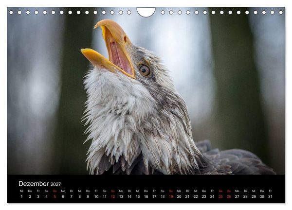 Produktbild: Sch&ouml;nheiten der L&uuml;fte - Greifv&ouml;gel (Wandkalender 2027 DIN A4 quer), CALVENDO Monatskalender