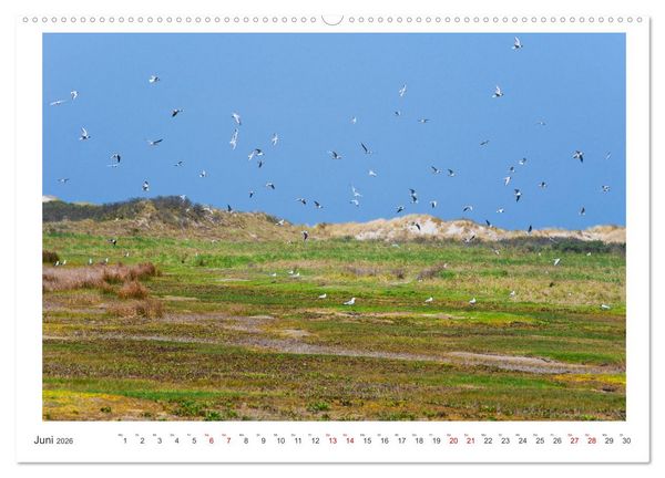 Produktbild: Buntes und bl&uuml;hendes Borkum (hochwertiger Premium Wandkalender 2026 DIN A2 quer), Kunstdruck in Hochglanz