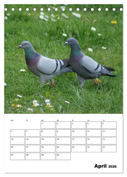 Produktbild: Tauben Terminplaner (Tischkalender 2026 DIN A5 hoch), CALVENDO Monatskalender