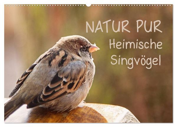 Produktbild: NATUR PUR Heimische Singv&ouml;gel (Wandkalender 2026 DIN A2 quer), CALVENDO Monatskalender