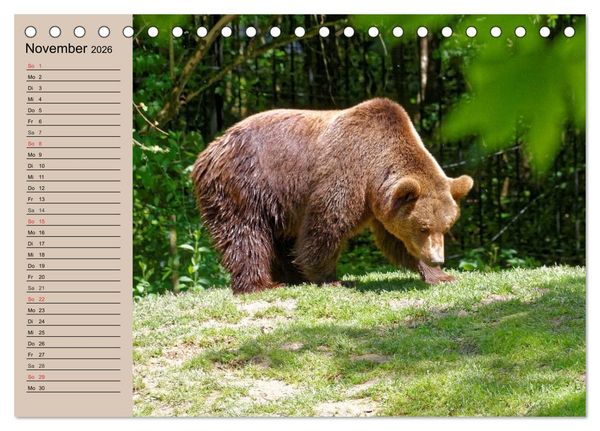 Produktbild: B&auml;ren. Unterwegs mit Meister Petz (Tischkalender 2026 DIN A5 quer), CALVENDO Monatskalender