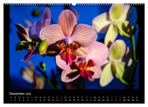 Produktbild: Wunderbare Orchideen (hochwertiger Premium Wandkalender 2026 DIN A2 quer), Kunstdruck in Hochglanz