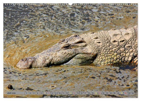 Produktbild: Krokodile in der Wildnis (hochwertiger Premium Wandkalender 2026 DIN A2 quer), Kunstdruck in Hochglanz