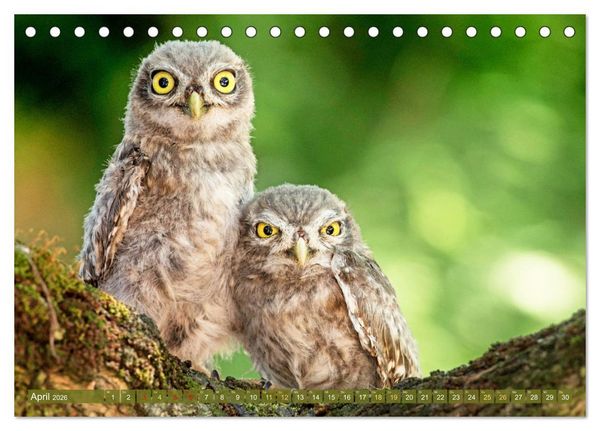 Produktbild: Wildtiere des Waldes: Hier wird der Mythos Wald lebendig (Tischkalender 2026 DIN A5 quer), CALVENDO Monatskalender