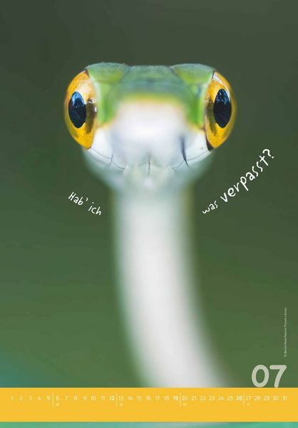 Produktbild: Tierisch cool! 2026 - Bild-Kalender 23,7x34 cm - mit lustigen Sprüchen - Humor - Wandkalender - mit Platz für Notizen - Alpha Edition
