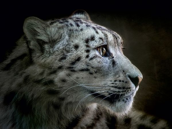 Produktbild: CALVENDO Puzzle Schneeleopard 1000 Teile Puzzle quer | 1000 Teile Lege-Gr&ouml;&szlig;e 64 &times; 48 cm Foto-Puzzle f&uuml;r gl&uuml;ckliche Stunden
