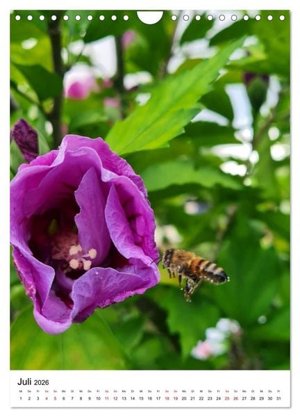 Produktbild: Imkers flei&szlig;igste Bienen - So arbeiten meine Immen &ndash; Originalaufnahmen aus erster Hand (Wandkalender 2026 DIN A4 hoch), CALVENDO Monatskalender