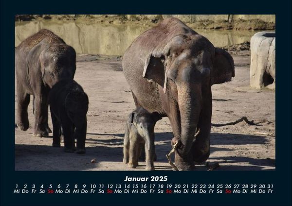 Produktbild: Elefanten 2025 Fotokalender DIN A4