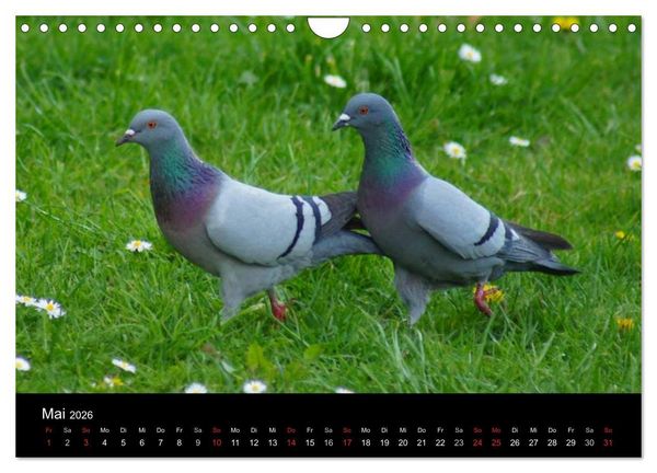 Produktbild: Tauben in der Stadt (Wandkalender 2026 DIN A4 quer), CALVENDO Monatskalender