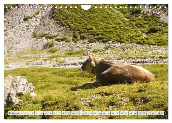 Produktbild: K&uuml;he im Einklang mit der Natur (Wandkalender 2026 DIN A4 quer), CALVENDO Monatskalender