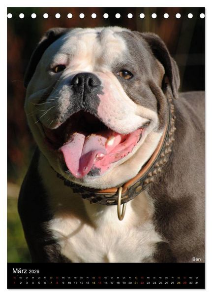 Produktbild: Bulldoggen-Gesichter (Tischkalender 2026 DIN A5 hoch), CALVENDO Monatskalender