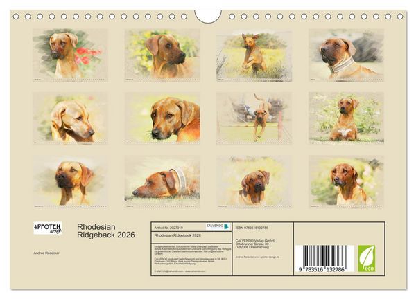 Produktbild: Rhodesian Ridgeback 2026 (Wandkalender 2026 DIN A4 quer), CALVENDO Monatskalender
