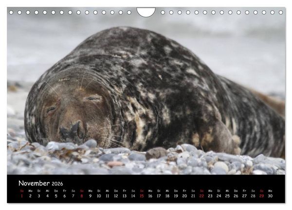 Produktbild: Kegelrobben und Seehunde (Wandkalender 2026 DIN A4 quer), CALVENDO Monatskalender