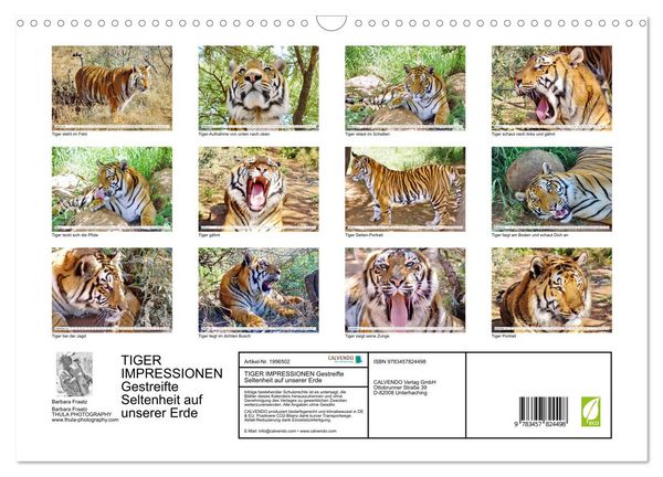 Produktbild: TIGER IMPRESSIONEN Gestreifte Seltenheit auf unserer Erde (Wandkalender 2026 DIN A3 quer), CALVENDO Monatskalender