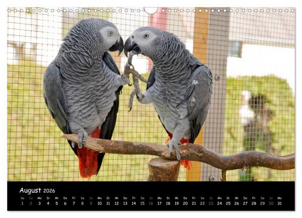 Produktbild: Graupapageien mit Herz (Wandkalender 2026 DIN A3 quer), CALVENDO Monatskalender