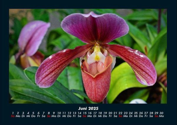 Produktbild: Blumentr&auml;ume 2025 Fotokalender DIN A4