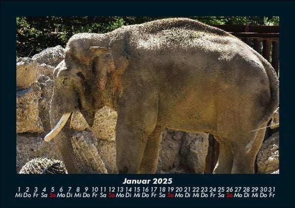 Produktbild: Der Elefantenkalender 2025 Fotokalender DIN A5