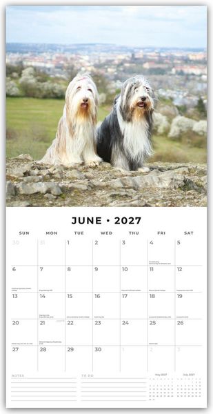 Produktbild: Bearded Collies &ndash; Bearded Collie 2027 &ndash; 16-Monatskalender