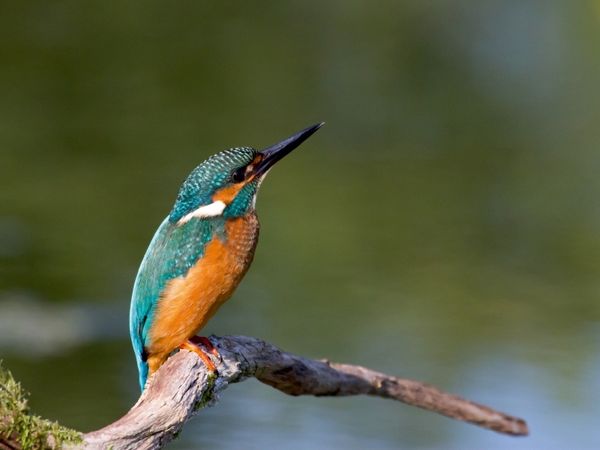 Produktbild: CALVENDO Puzzle Eisvogel auf der Sitzwarte | 1000 Teile Lege-Gr&ouml;&szlig;e 64x48cm Foto-Puzzle f&uuml;r gl&uuml;ckliche Stunden