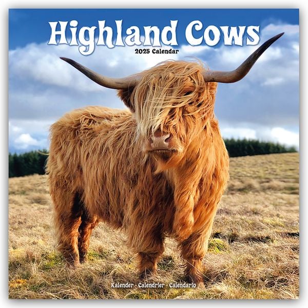 Higland Cows – Hochland Rinder 2025 – 16-Monatskalender