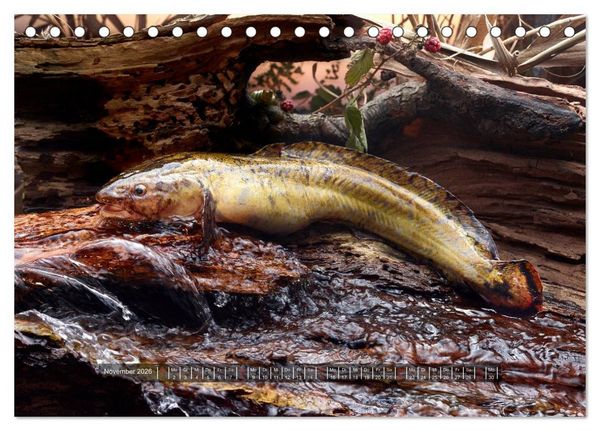 Produktbild: UNSER FISCH. S&Uuml;&szlig;WASSER. (Tischkalender 2026 DIN A5 quer), CALVENDO Monatskalender